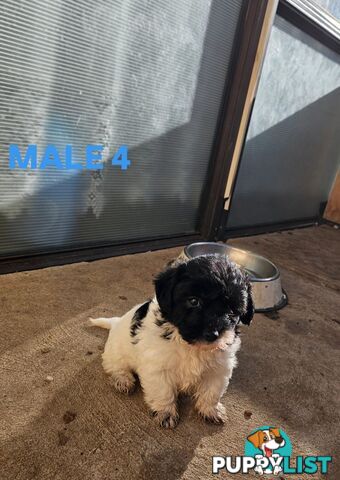 Jackapoo