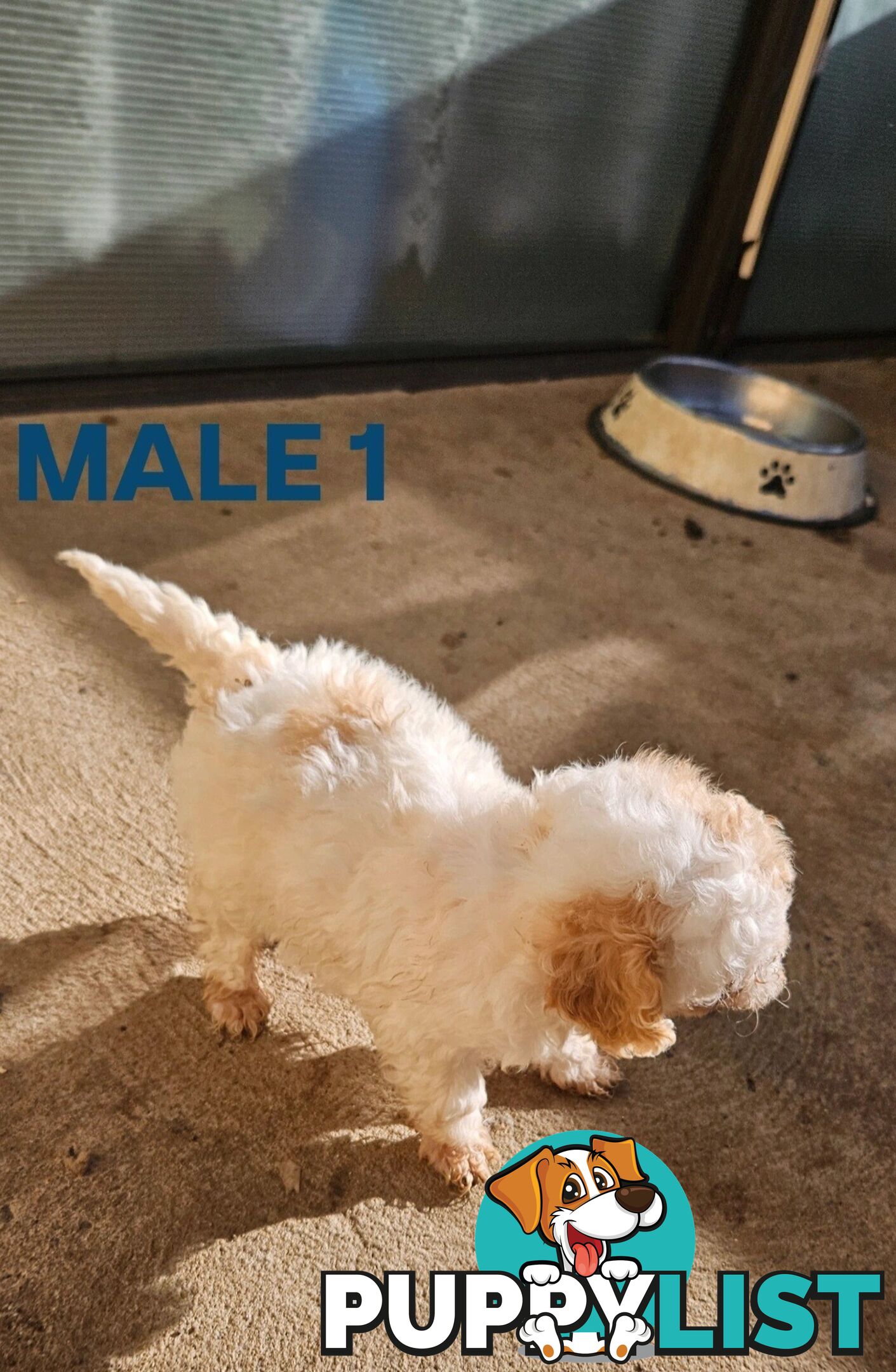 Jackapoo