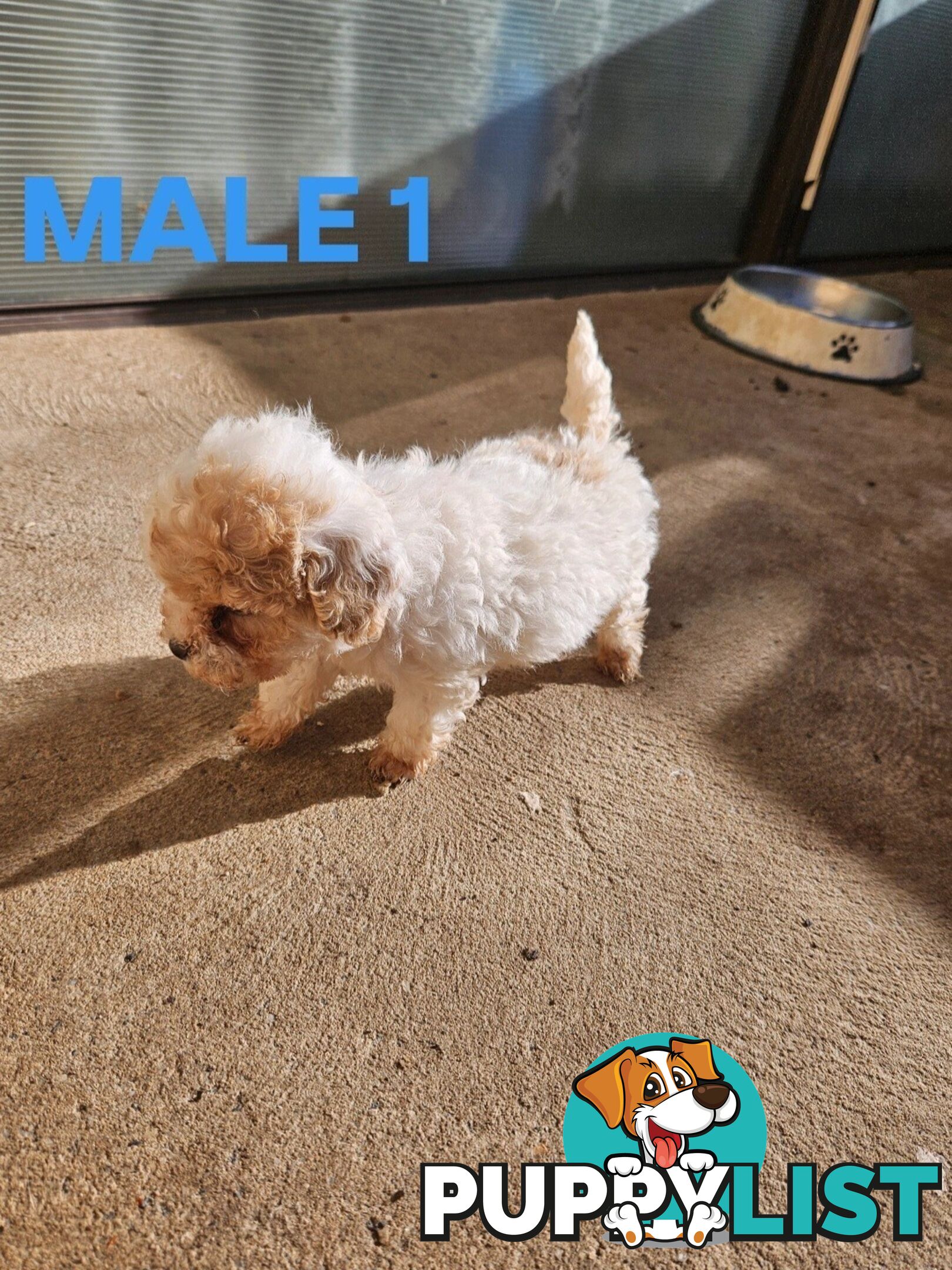 Jackapoo