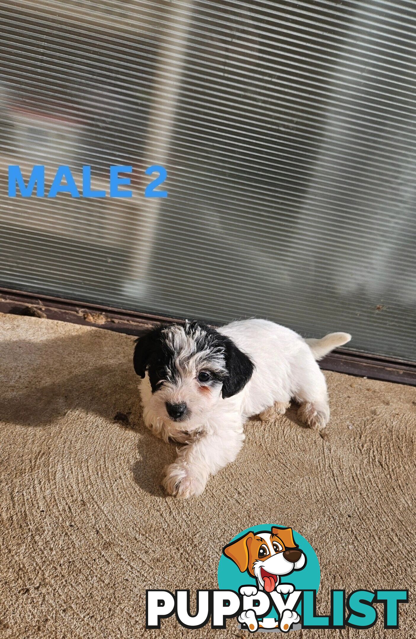 Jackapoo