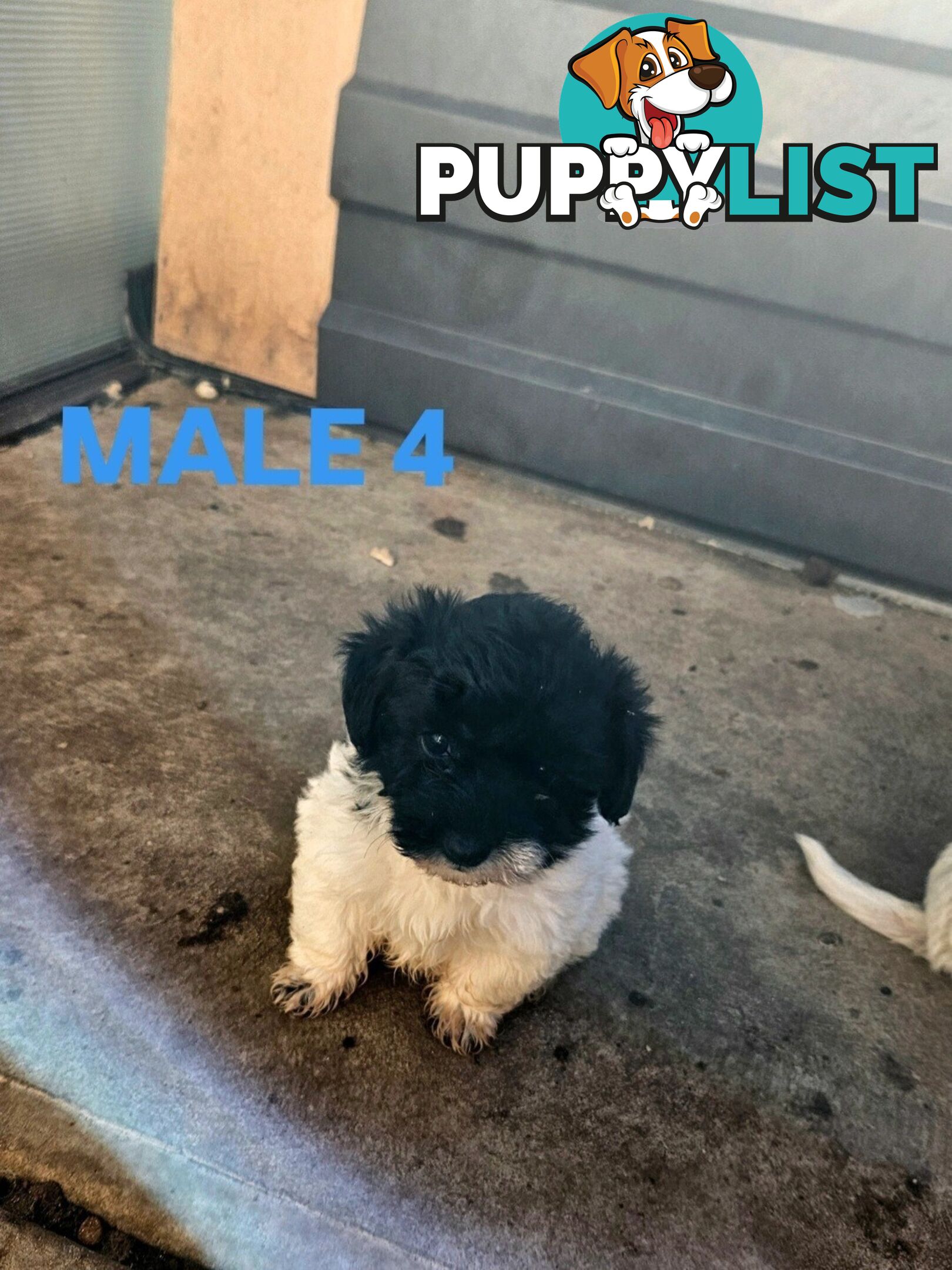 Jackapoo