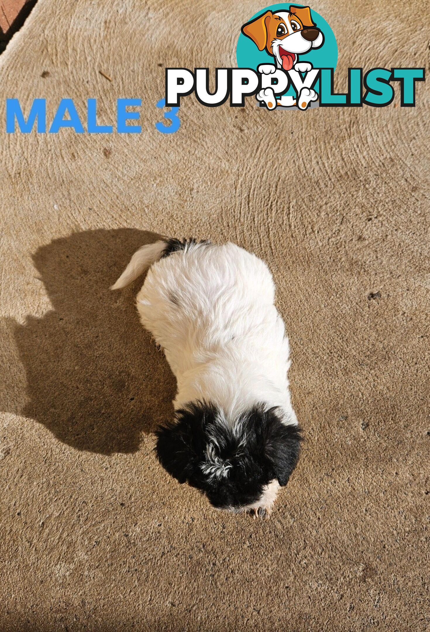 Jackapoo