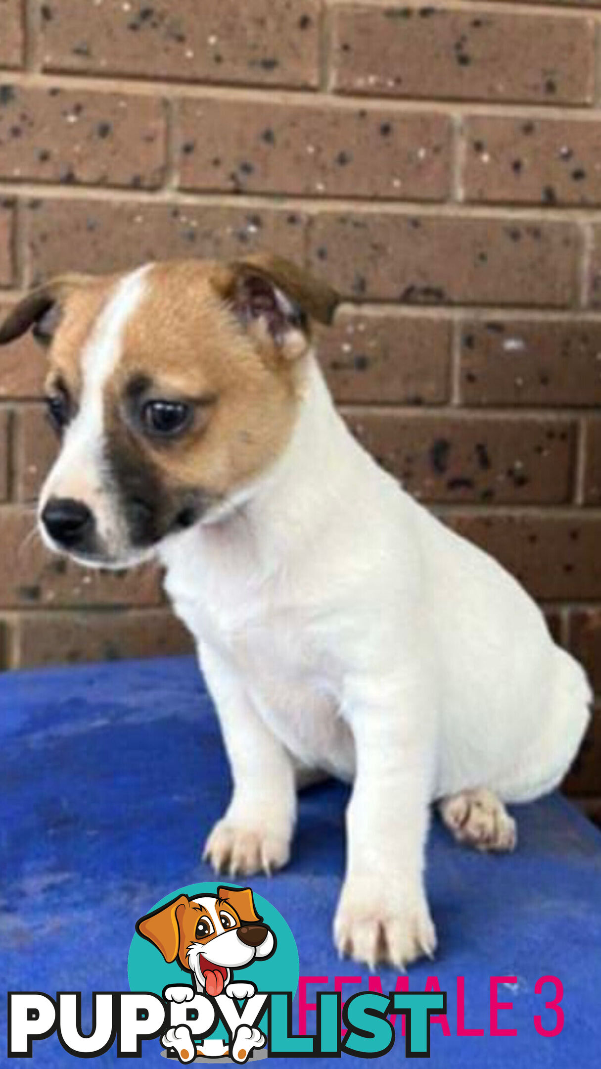 Jack Russell Terrier