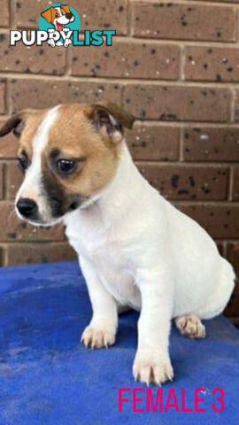 Jack Russell Terrier