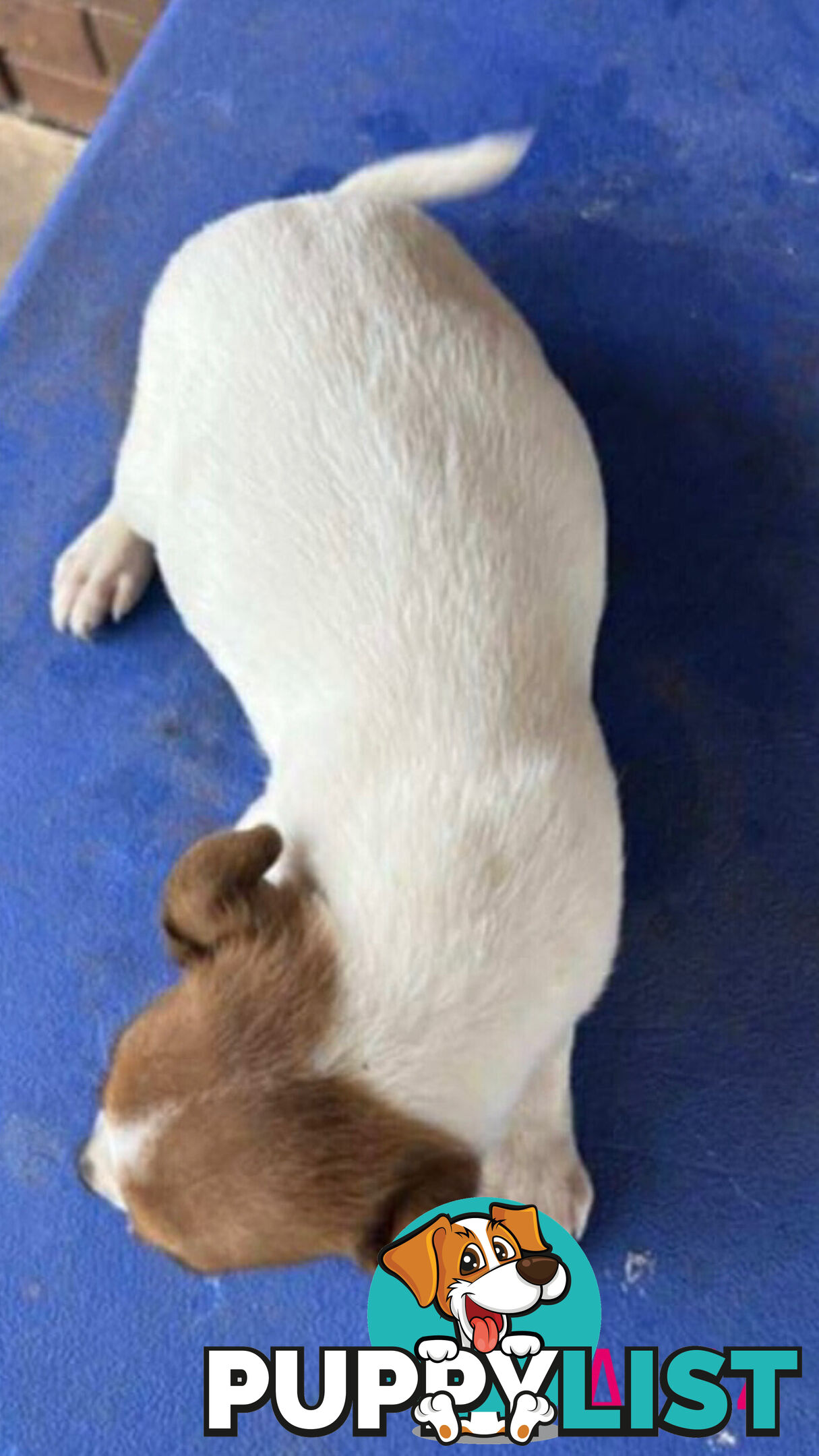 Jack Russell Terrier