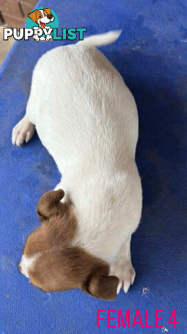 Jack Russell Terrier