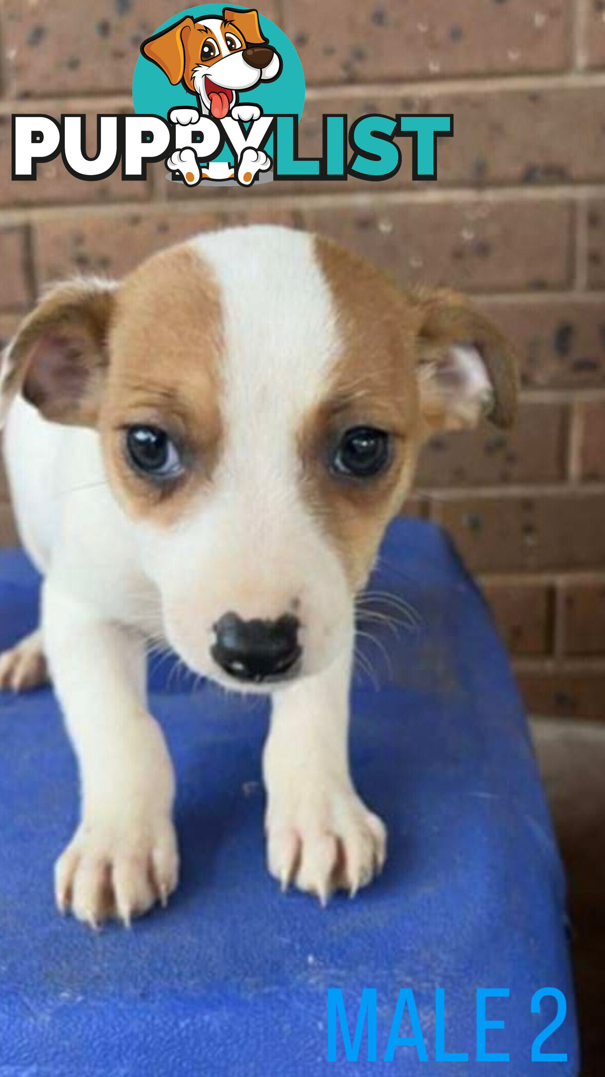 Jack Russell Terrier