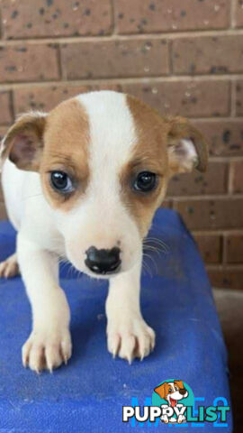 Jack Russell Terrier