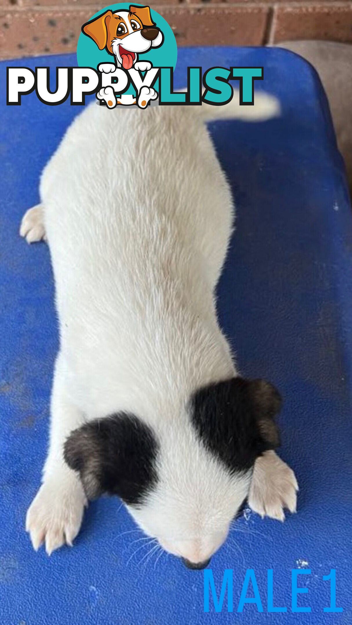 Jack Russell Terrier