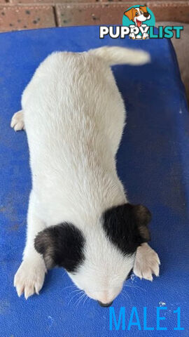 Jack Russell Terrier