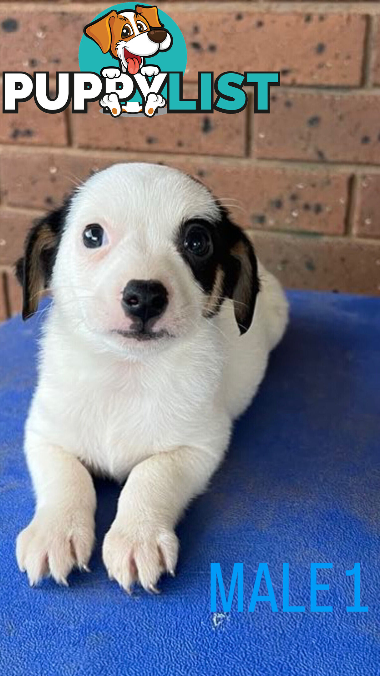 Jack Russell Terrier
