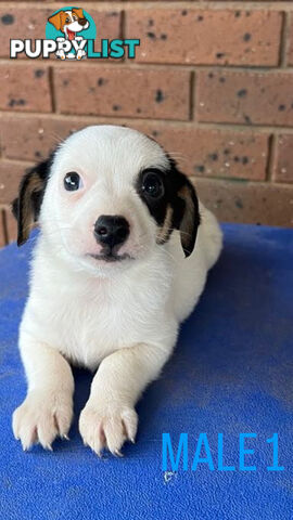 Jack Russell Terrier