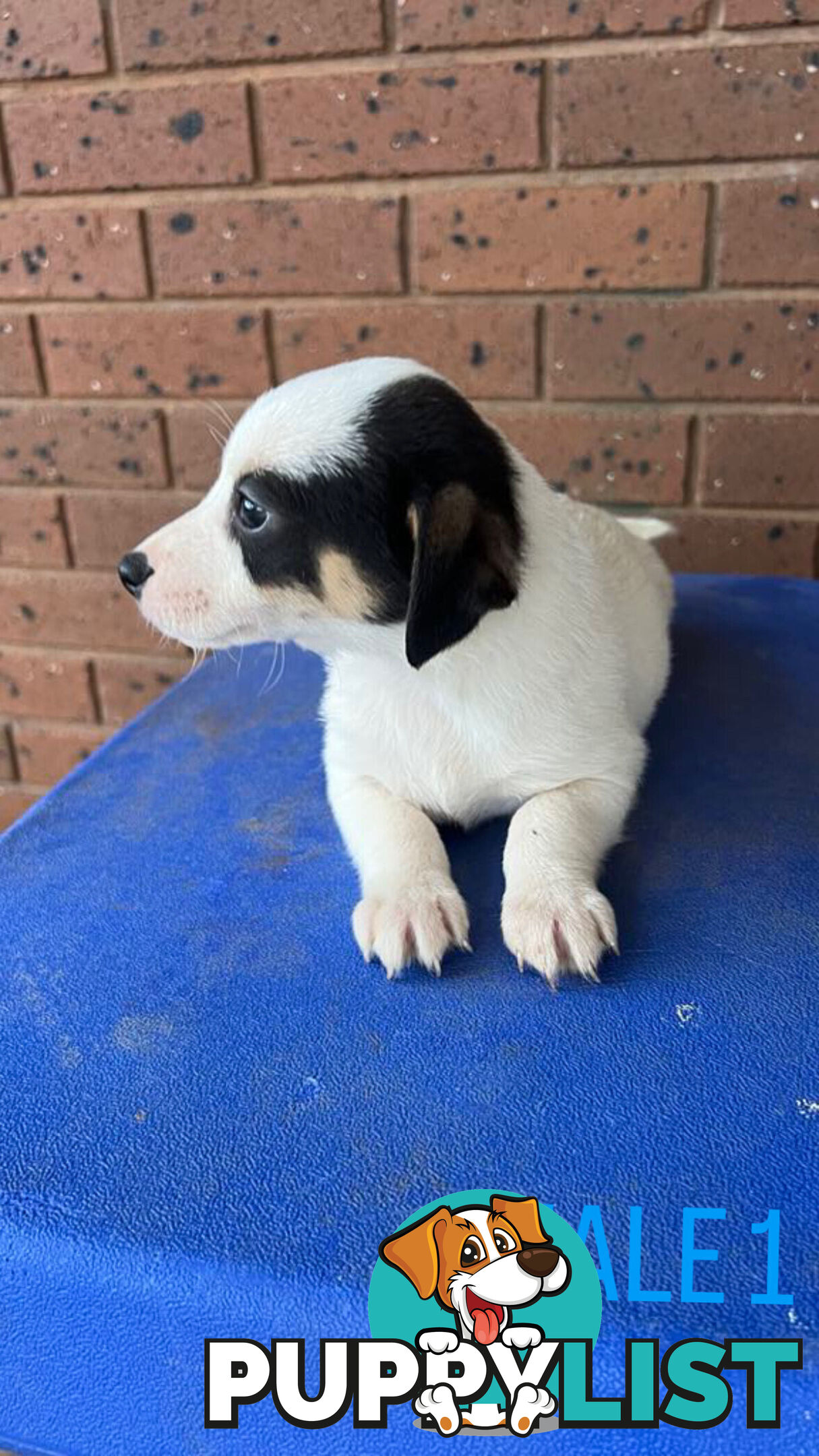 Jack Russell Terrier