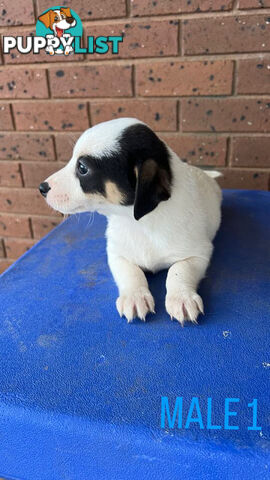 Jack Russell Terrier