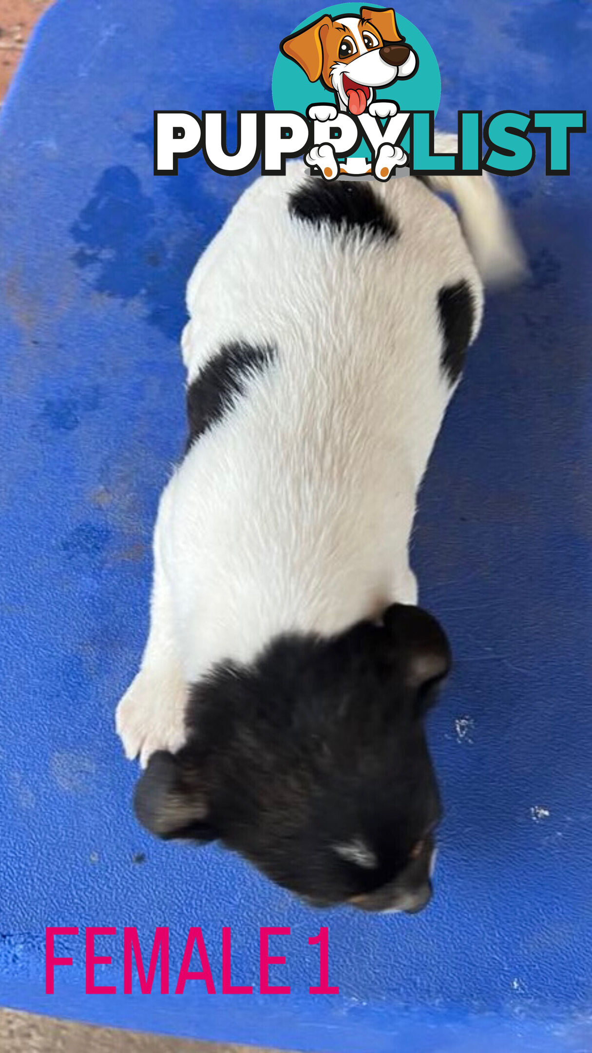 Jack Russell Terrier