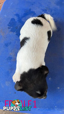 Jack Russell Terrier