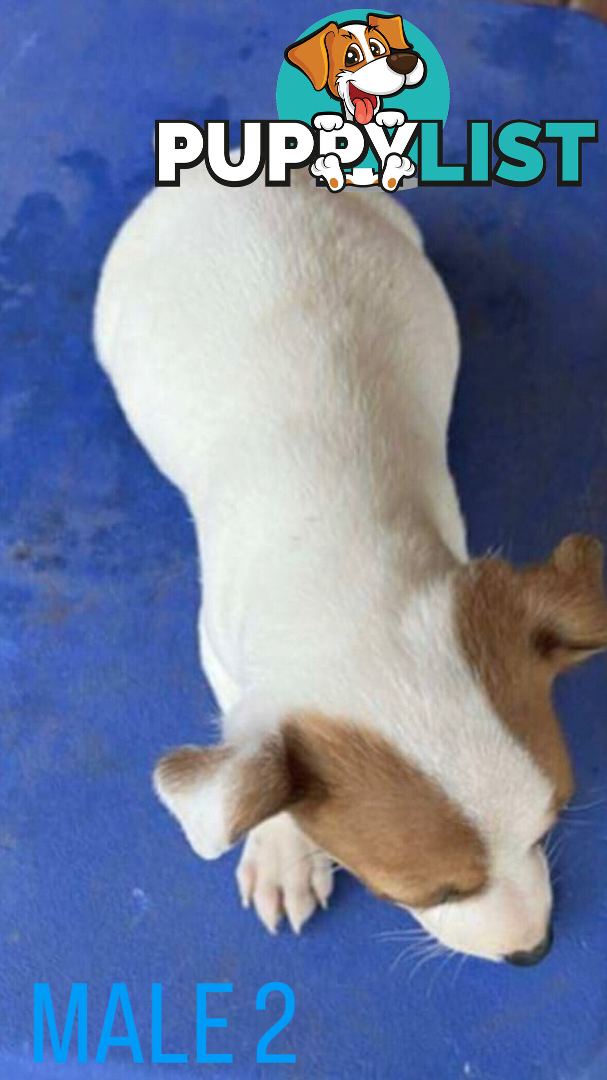 Jack Russell Terrier