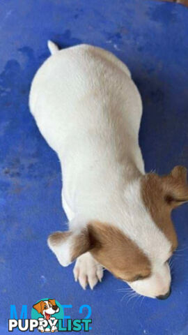 Jack Russell Terrier