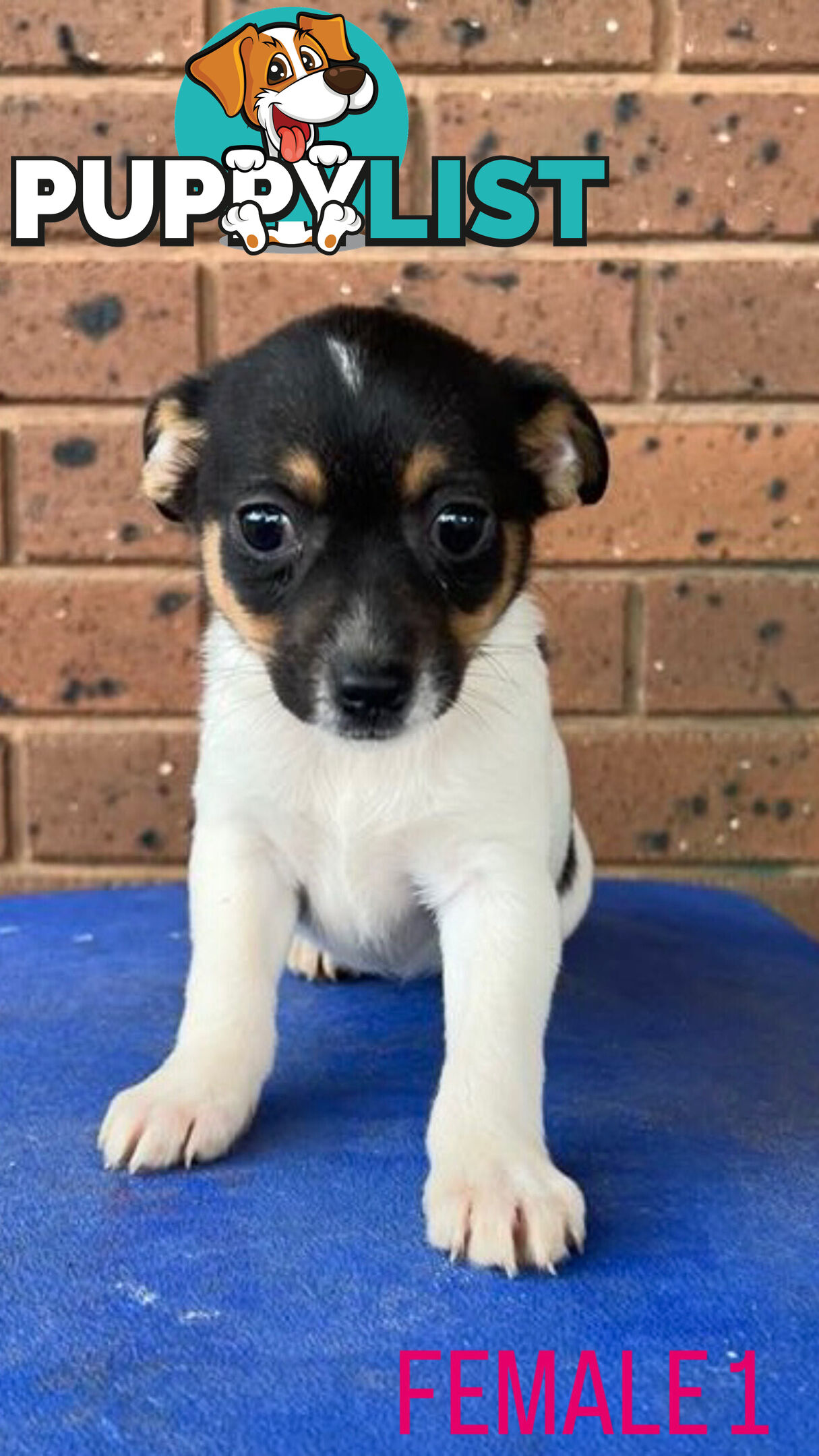 Jack Russell Terrier