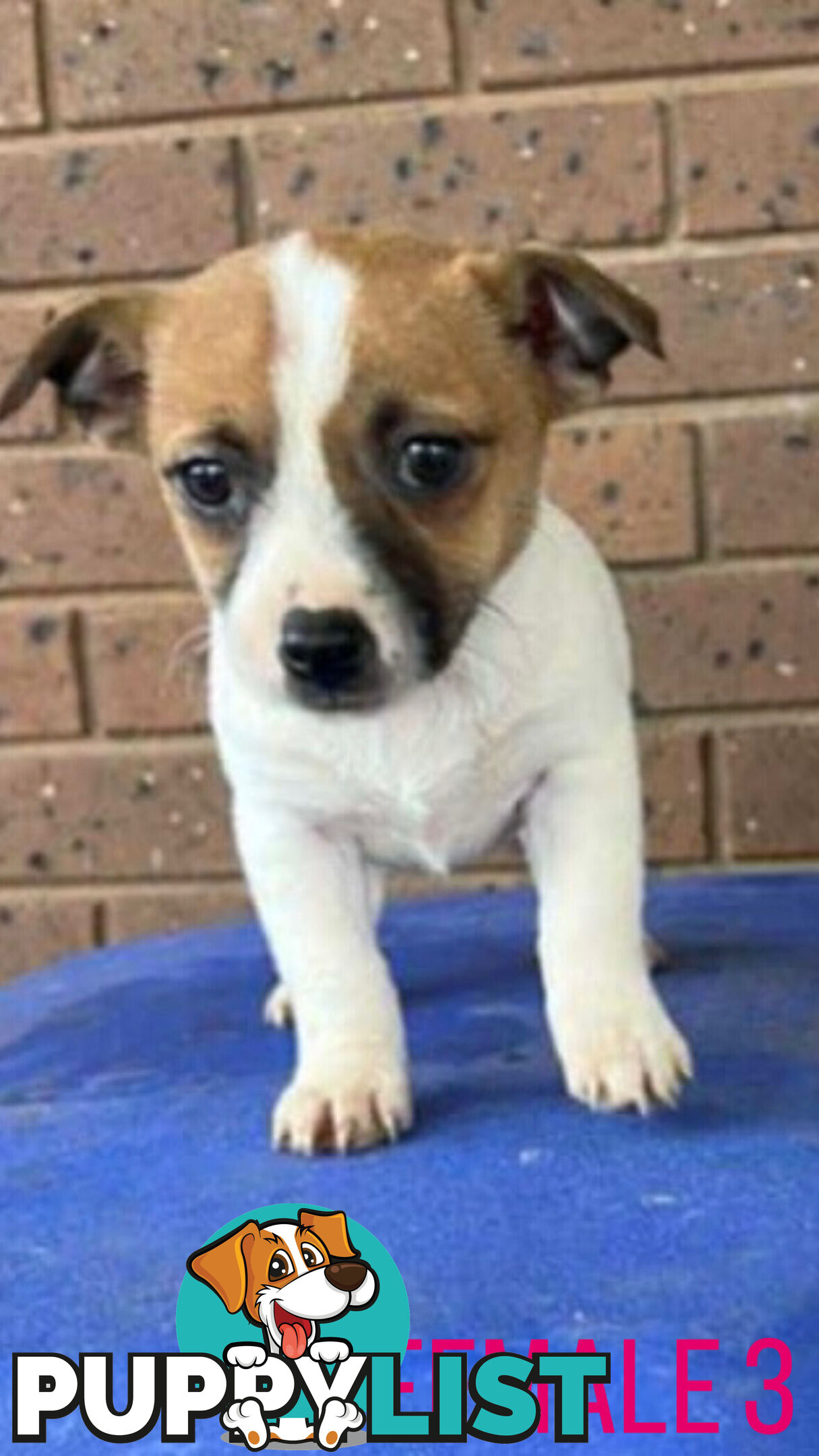 Jack Russell Terrier