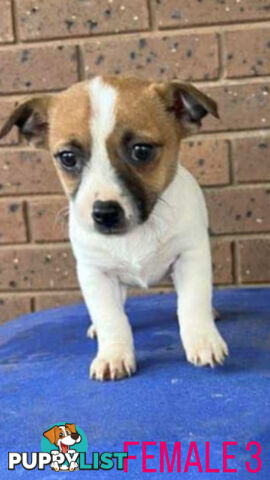 Jack Russell Terrier