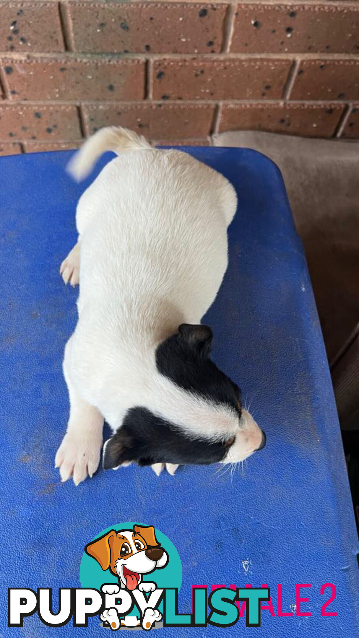 Jack Russell Terrier