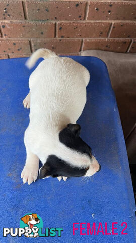 Jack Russell Terrier