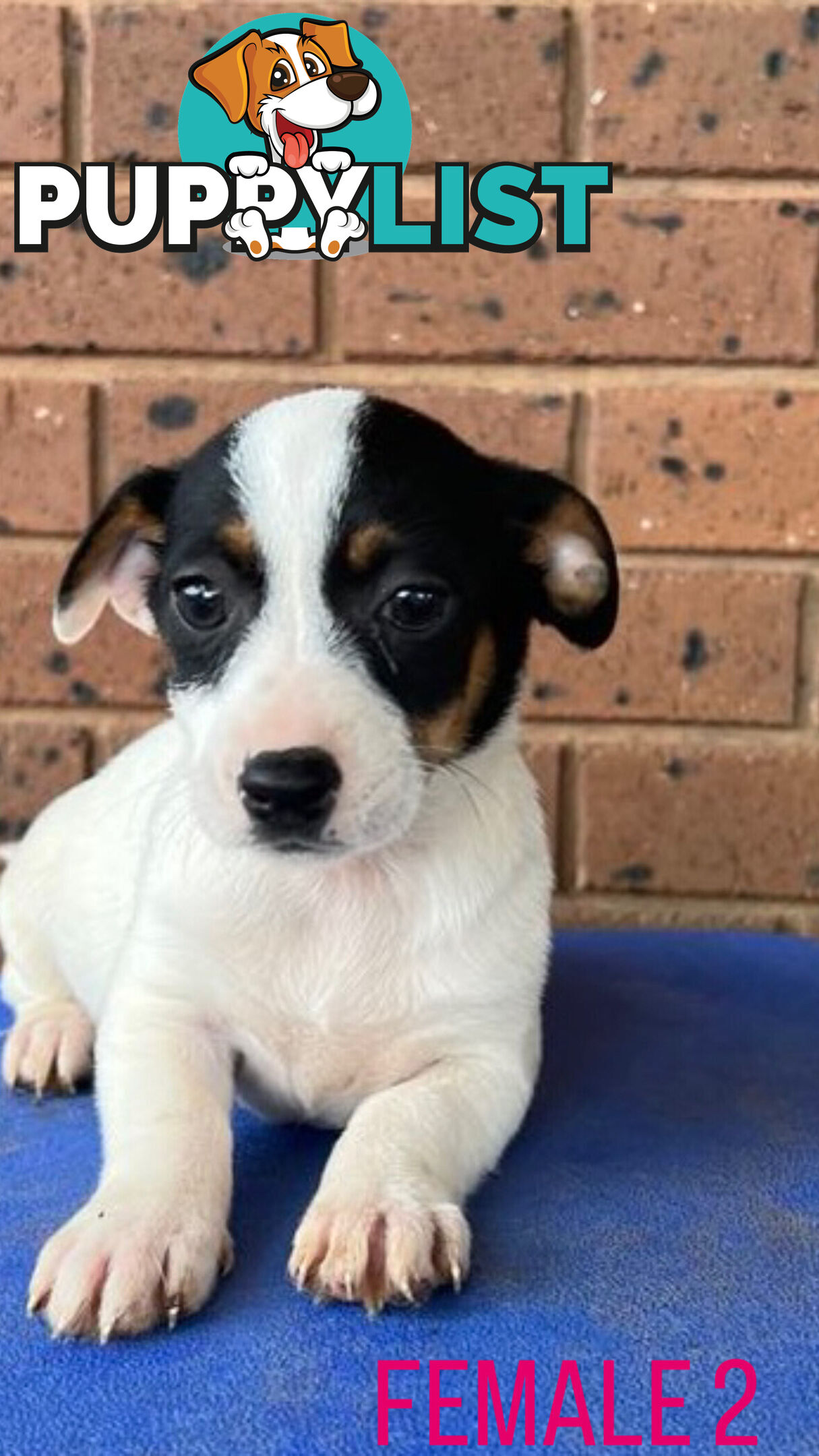 Jack Russell Terrier