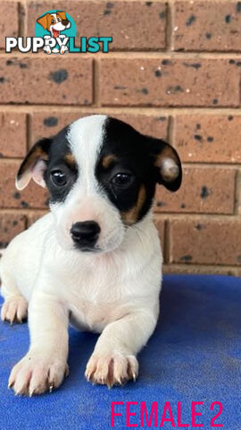 Jack Russell Terrier