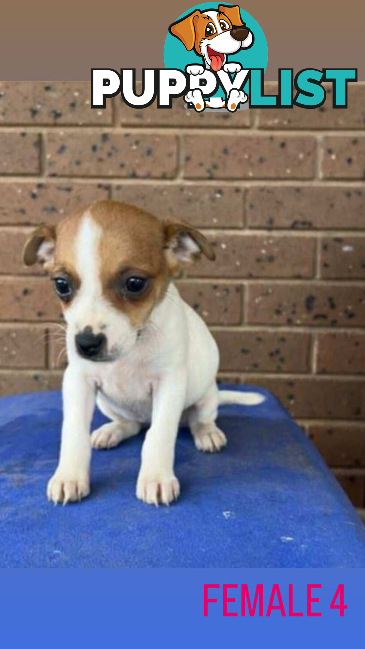 Jack Russell Terrier