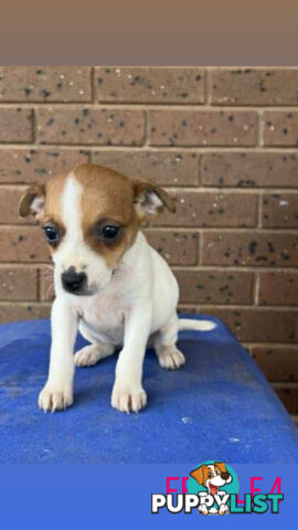 Jack Russell Terrier