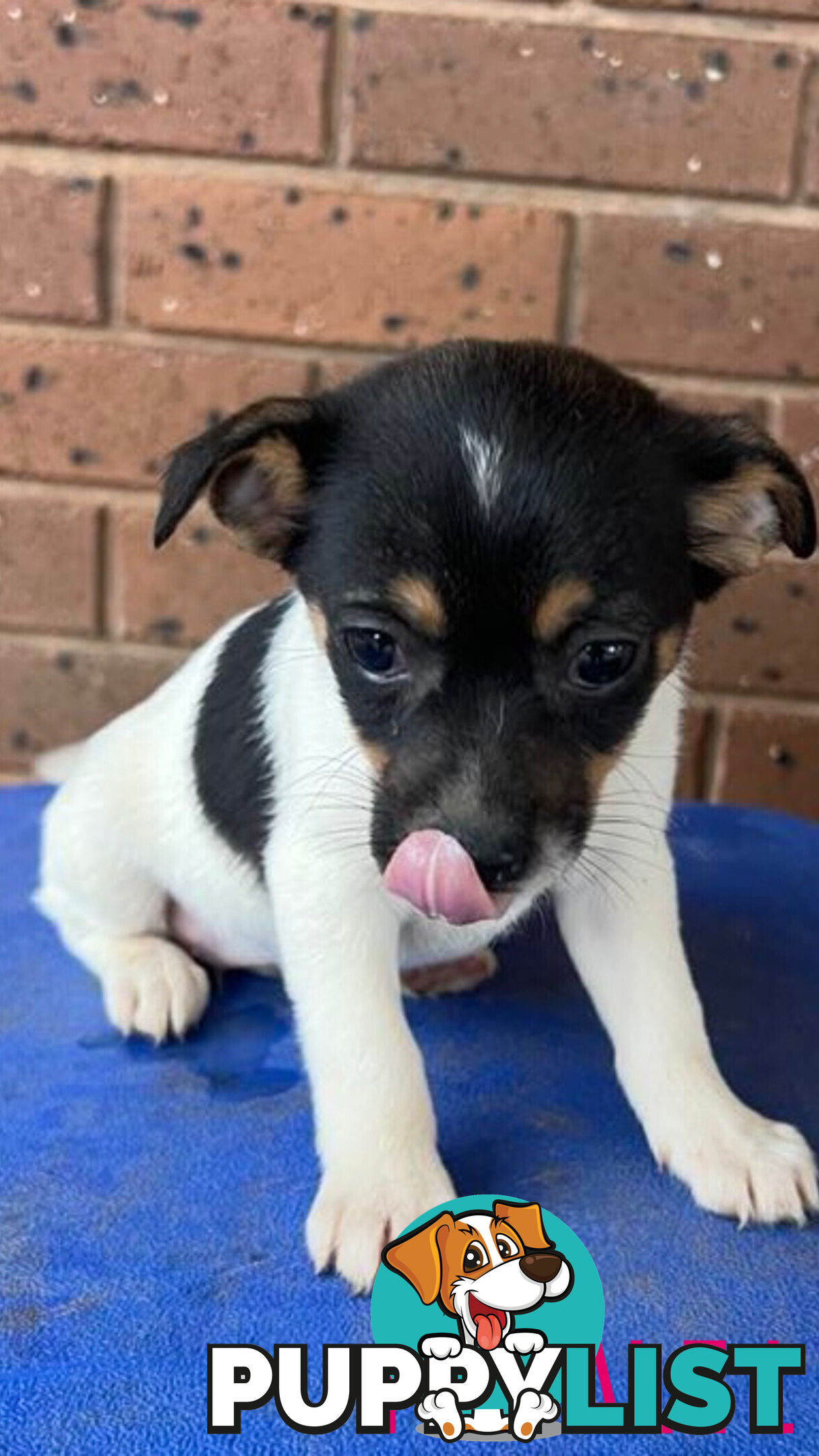 Jack Russell Terrier