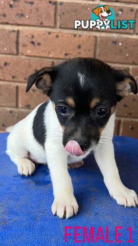 Jack Russell Terrier