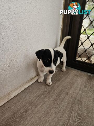 Jack Russell Terrier