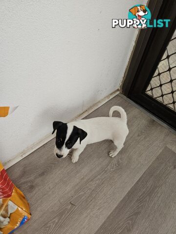 Jack Russell Terrier