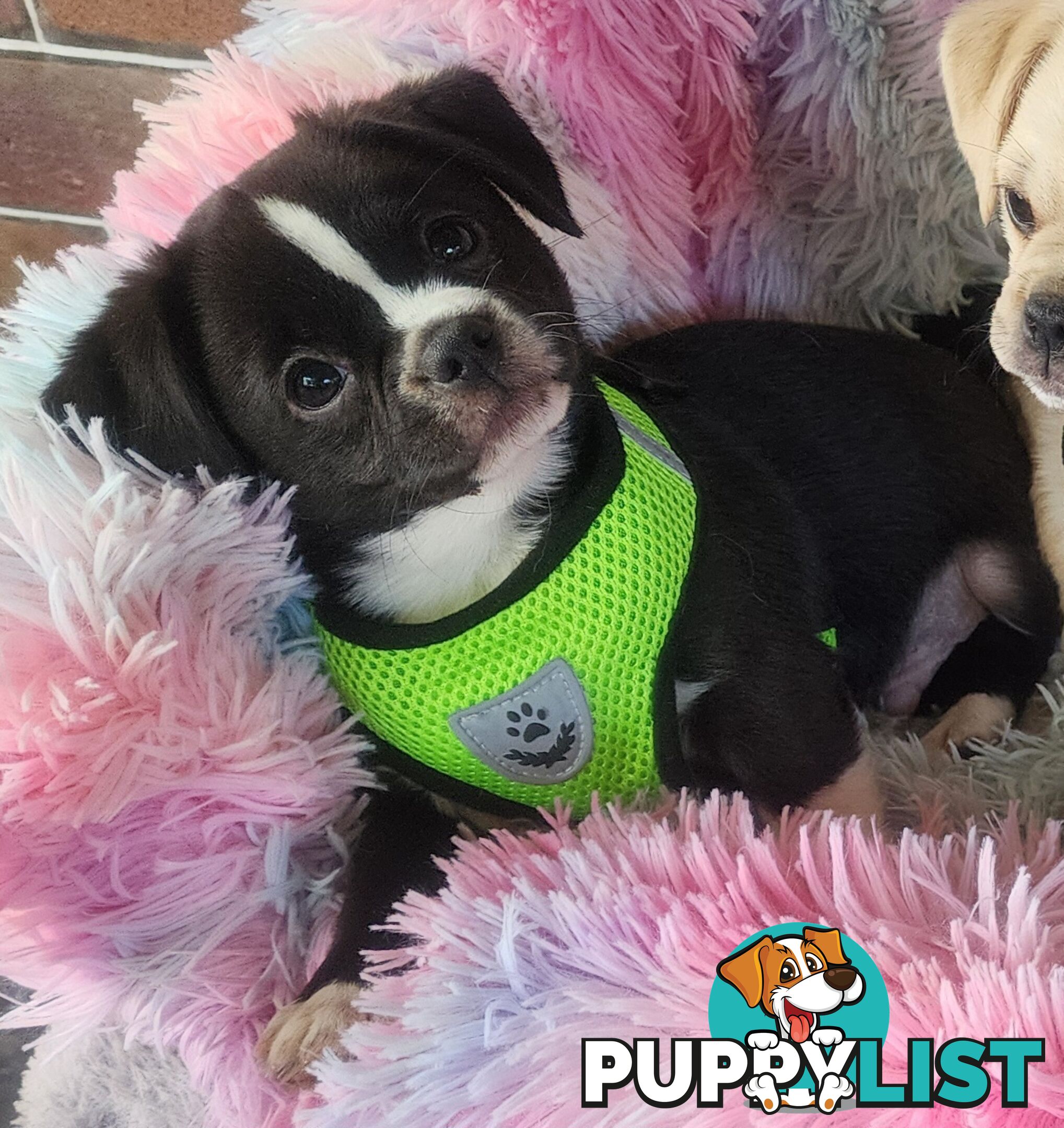 Adorable Maltipug Puppies