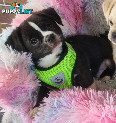 Adorable Maltipug Puppies