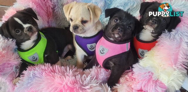 Adorable Maltipug Puppies