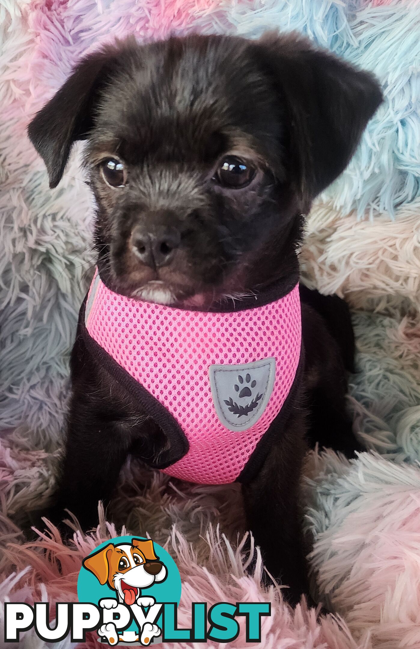 Adorable Maltipug Puppies