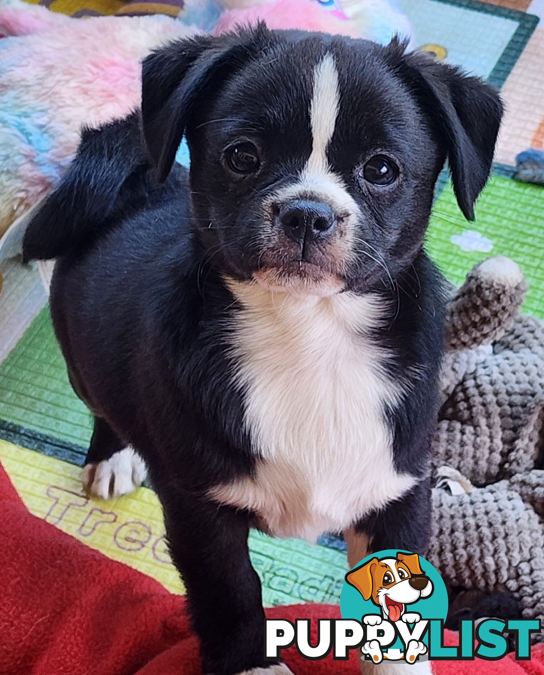 Adorable Maltipug Puppies