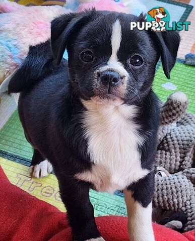 Adorable Maltipug Puppies