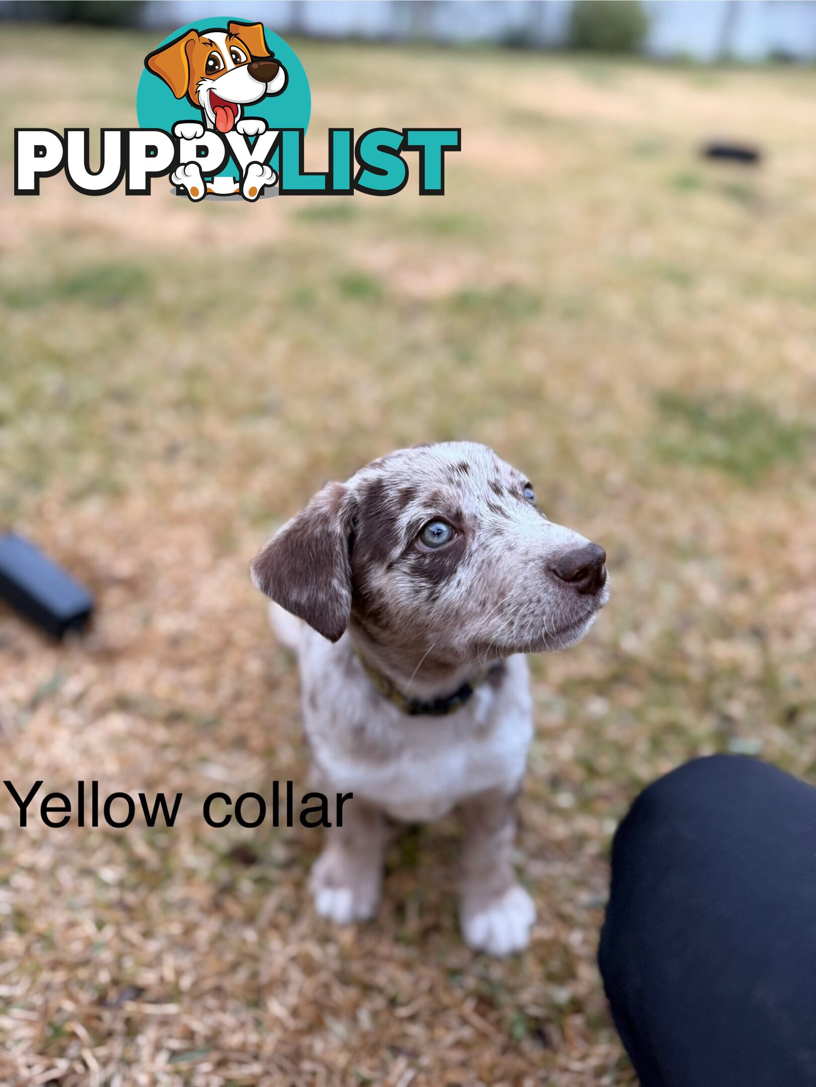 Koolie x kelpie puppies