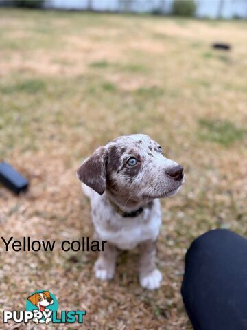 Koolie x kelpie puppies