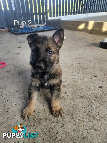 German Shepherd