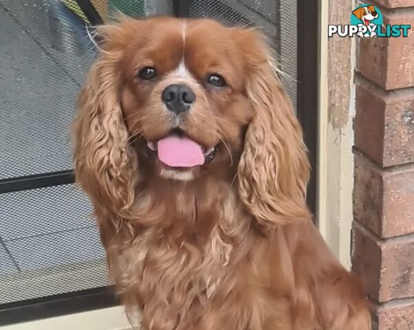 Cavalier King Charles Puppies Pure Bred Boys x2 Ballarat