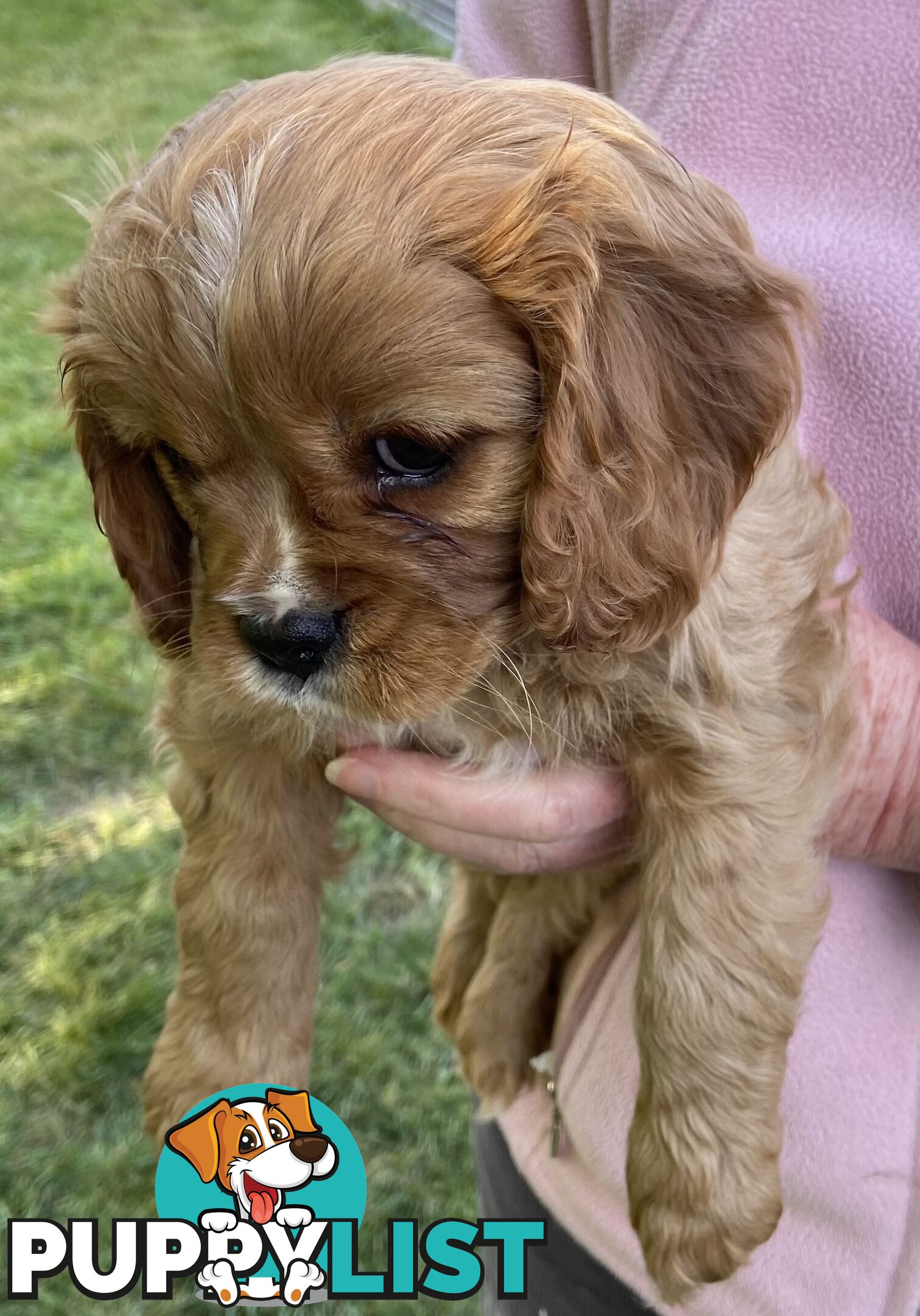 Cavalier King Charles Puppies Pure Bred Boys x2 Ballarat