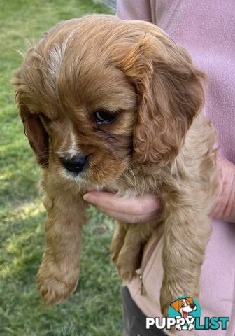 Cavalier King Charles Puppies Pure Bred Boys x2 Ballarat