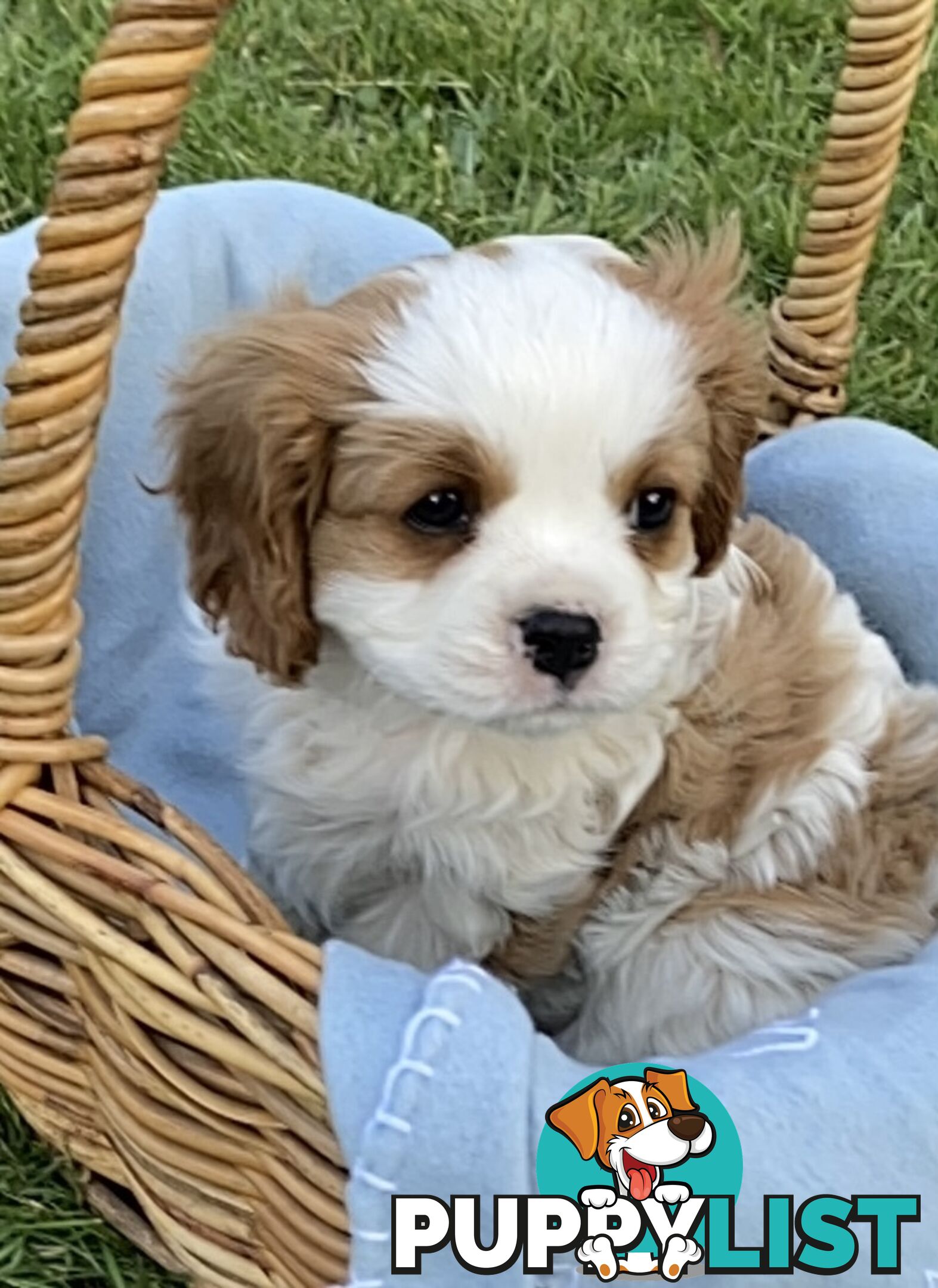 Cavalier King Charles Puppies Pure Bred Boys x2 Ballarat