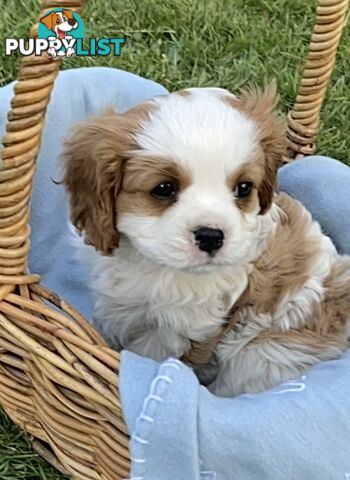 Cavalier King Charles Puppies Pure Bred Boys x2 Ballarat