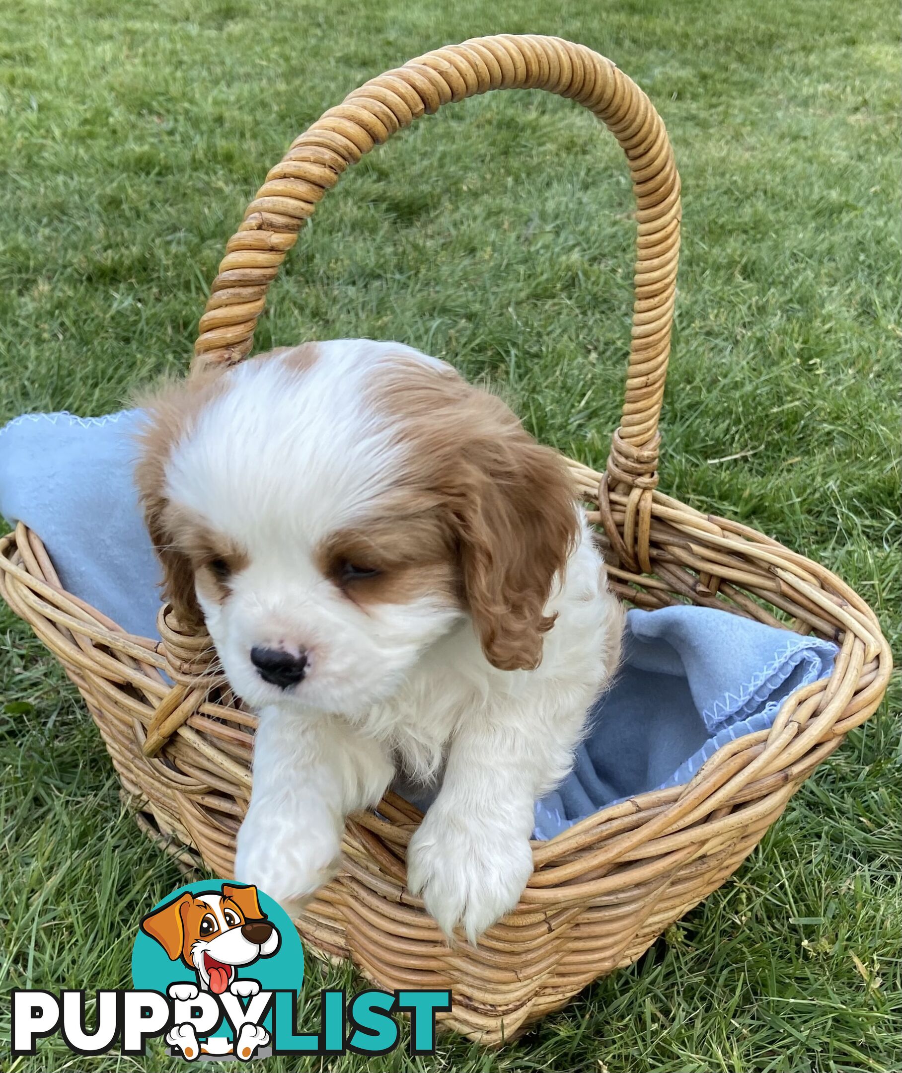 Cavalier King Charles Puppies Pure Bred Boys x2 Ballarat